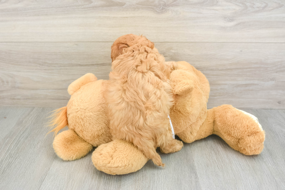 Cavapoo Pup Being Cute