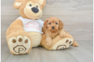 Friendly Cavapoo Baby