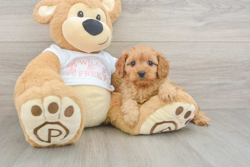 Friendly Cavapoo Baby