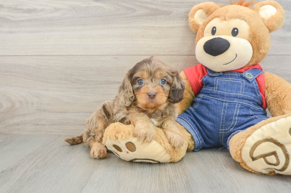 6 week old Cavapoo Puppy For Sale - Pilesgrove Pups