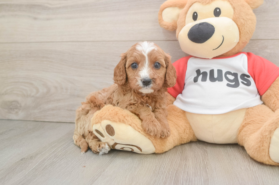 5 week old Cavapoo Puppy For Sale - Pilesgrove Pups