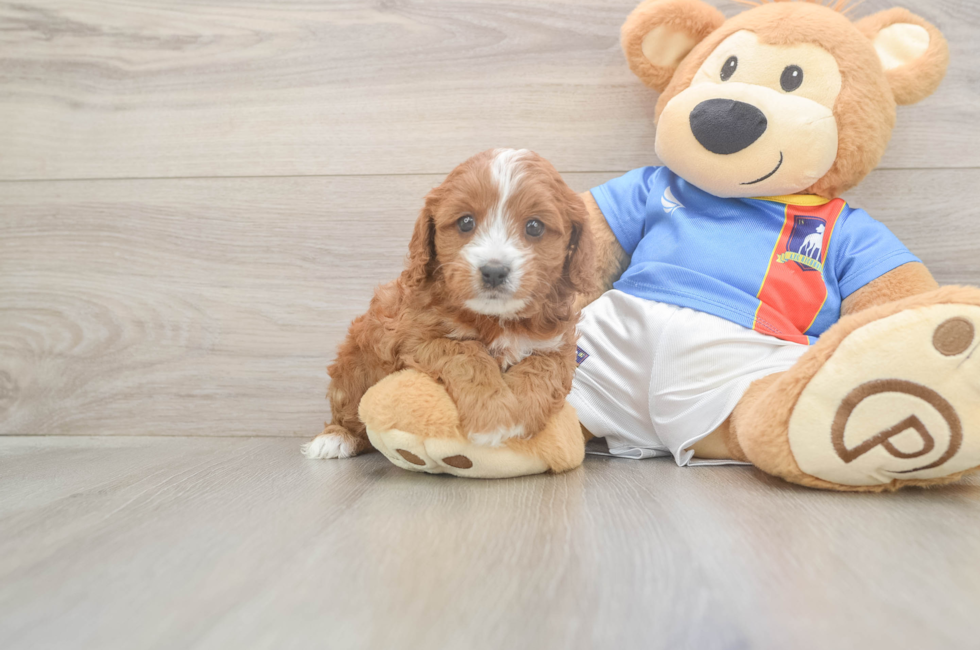 5 week old Cavapoo Puppy For Sale - Pilesgrove Pups
