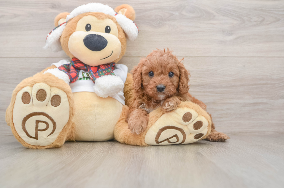 5 week old Cavapoo Puppy For Sale - Pilesgrove Pups