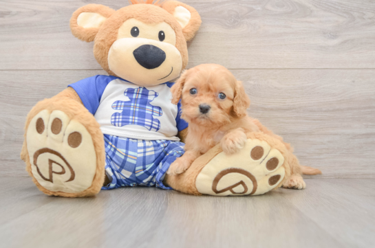 Cavapoo Pup Being Cute