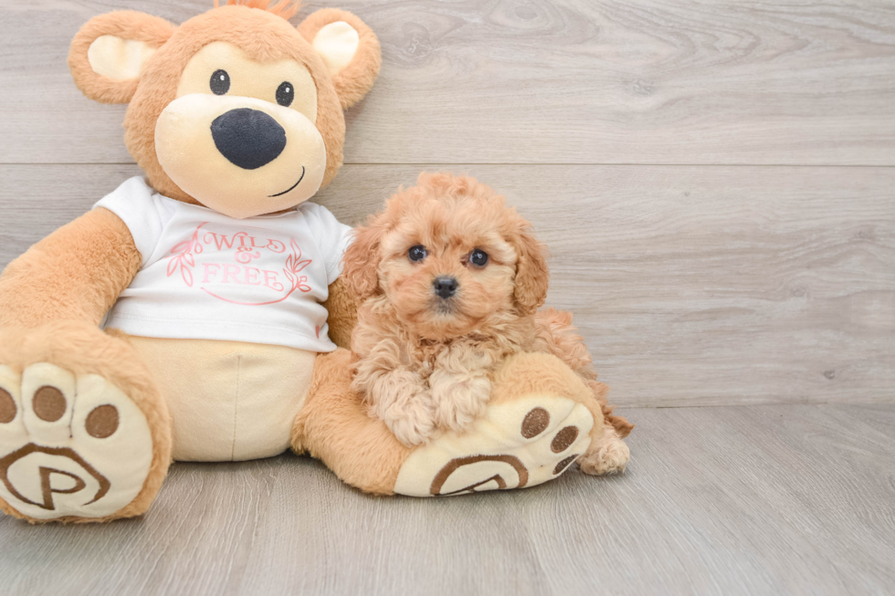 Funny Cavapoo Poodle Mix Pup