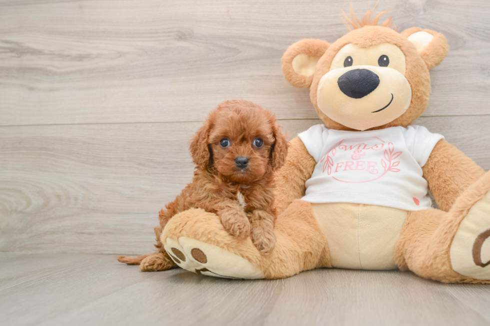 Cavapoo Pup Being Cute