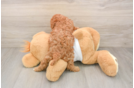 Cute Cavapoo Baby
