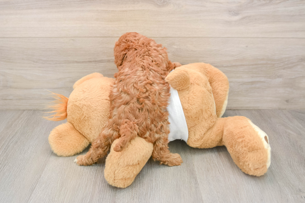 Cute Cavapoo Baby