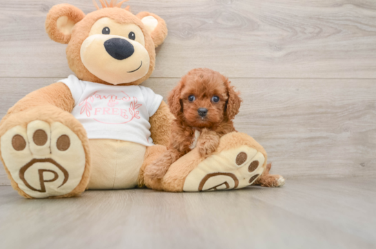 Sweet Cavapoo Baby