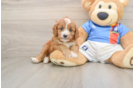 Cavapoo Pup Being Cute
