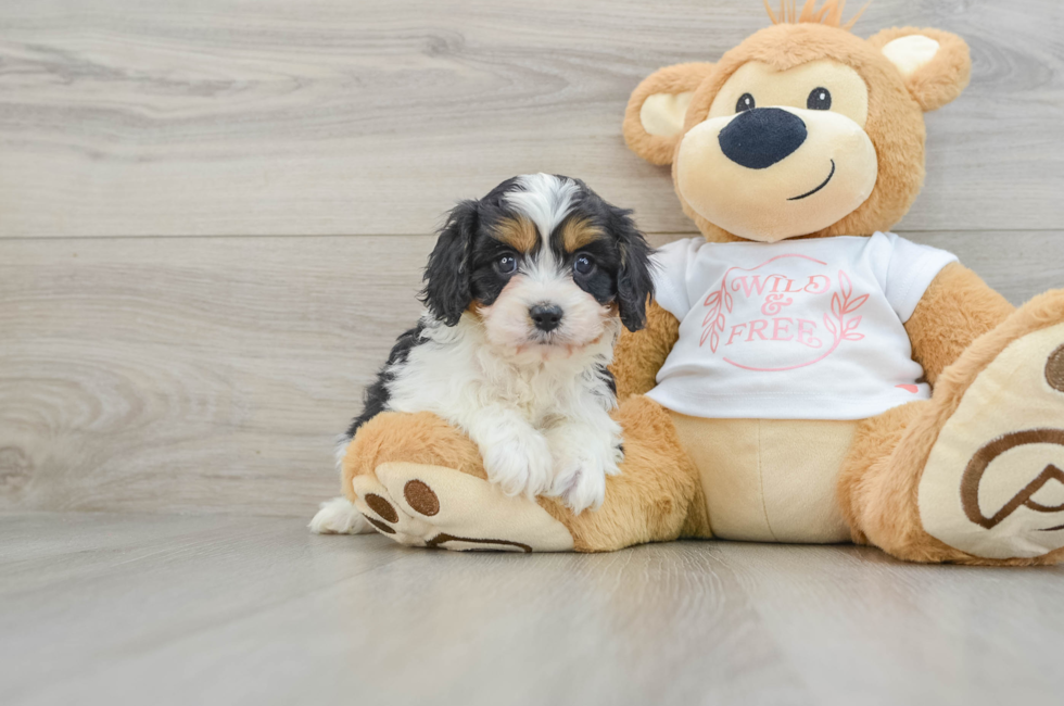 6 week old Cavapoo Puppy For Sale - Pilesgrove Pups