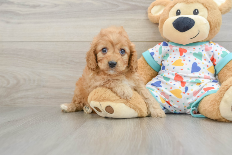 Cavapoo Pup Being Cute