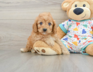 8 week old Cavapoo Puppy For Sale - Pilesgrove Pups