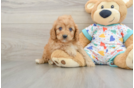 Cavapoo Pup Being Cute