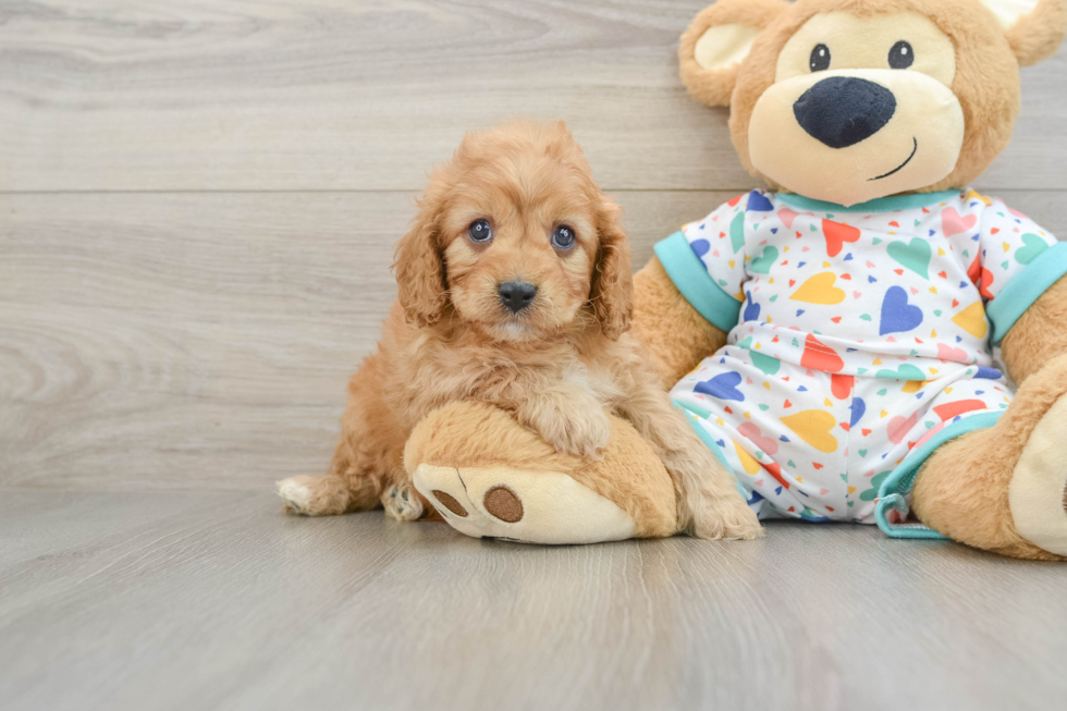 Cavapoo Pup Being Cute