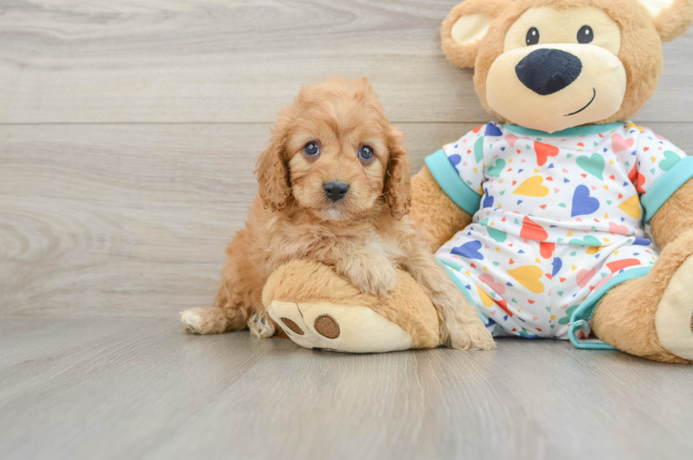 6 week old Cavapoo Puppy For Sale - Pilesgrove Pups