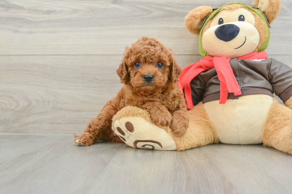 Cavapoo Puppy for Adoption