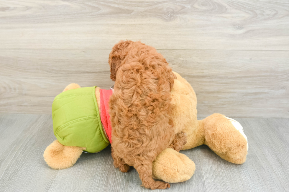 Cute Cavapoo Baby