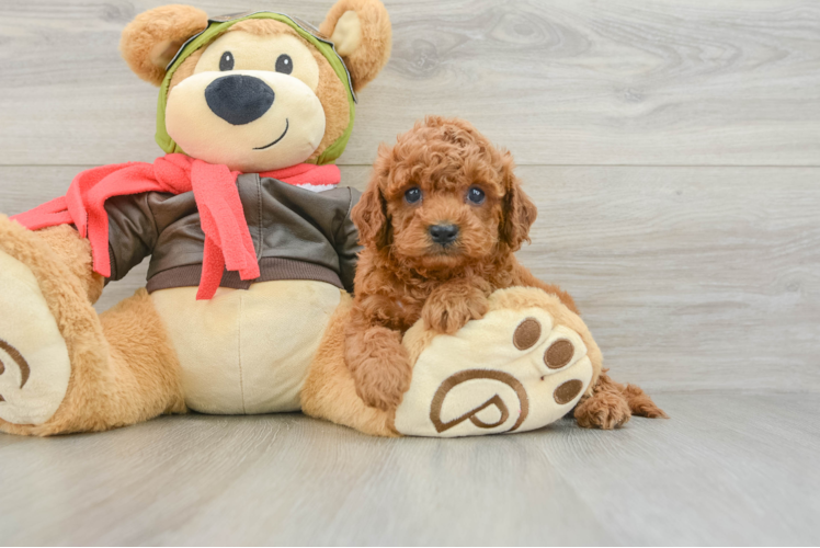 Cavapoo Puppy for Adoption