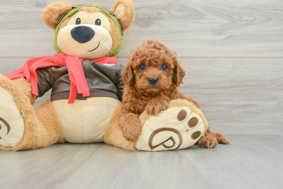 Cavapoo Puppy for Adoption