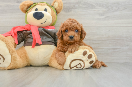 Cavapoo Puppy for Adoption