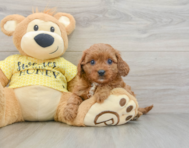 8 week old Cavapoo Puppy For Sale - Pilesgrove Pups
