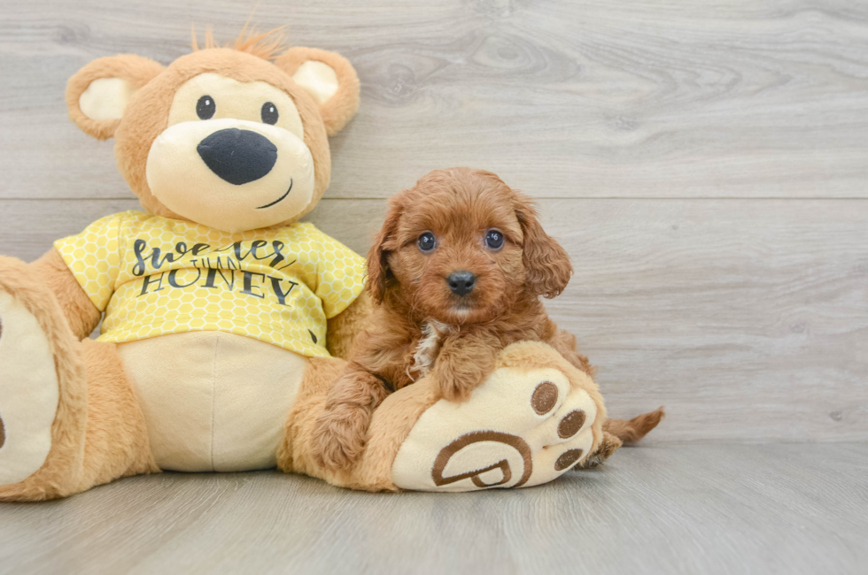 7 week old Cavapoo Puppy For Sale - Pilesgrove Pups