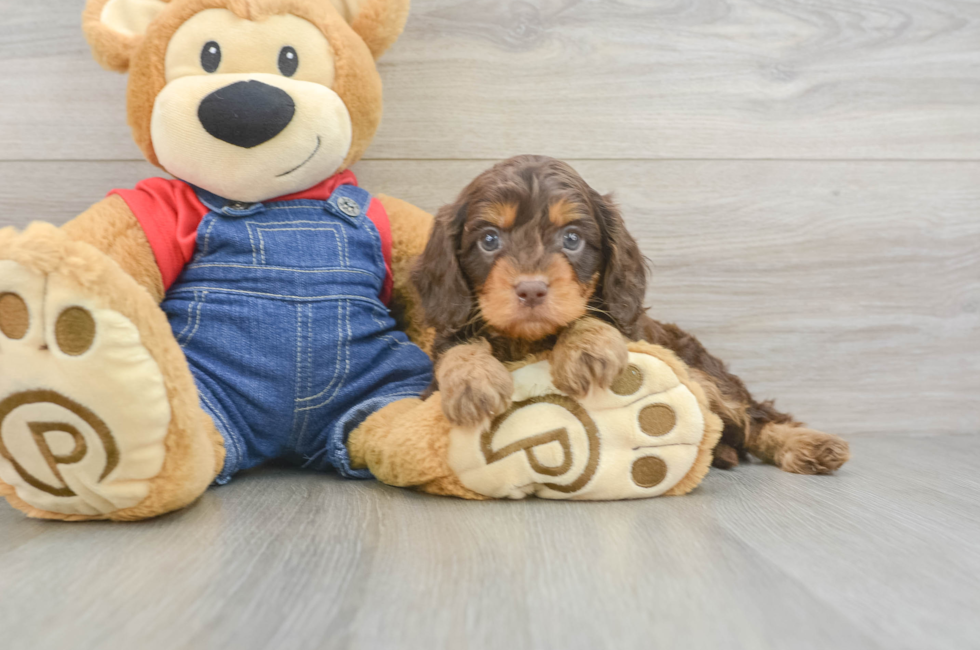 6 week old Cavapoo Puppy For Sale - Pilesgrove Pups