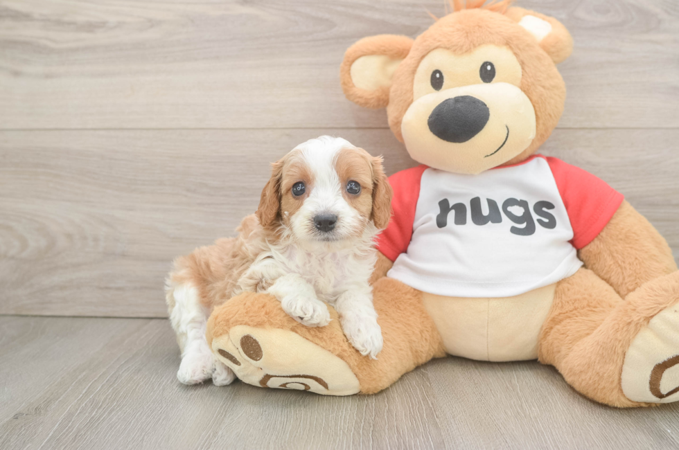 5 week old Cavapoo Puppy For Sale - Pilesgrove Pups