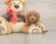 7 week old Cavapoo Puppy For Sale - Pilesgrove Pups
