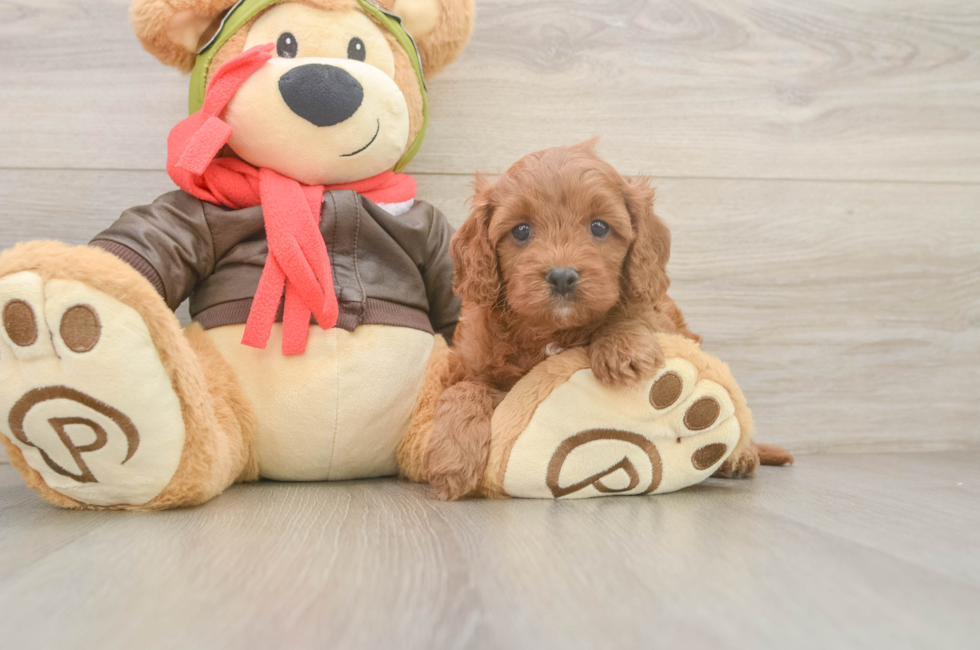 5 week old Cavapoo Puppy For Sale - Pilesgrove Pups