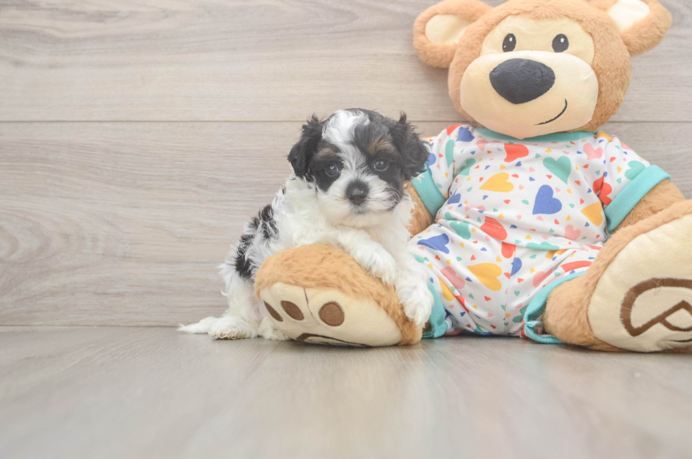 5 week old Cavapoo Puppy For Sale - Pilesgrove Pups