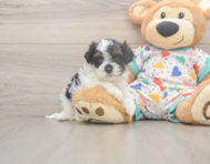 8 week old Cavapoo Puppy For Sale - Pilesgrove Pups 8 week old Cavapoo Puppy For Sale - Pilesgrove Pups