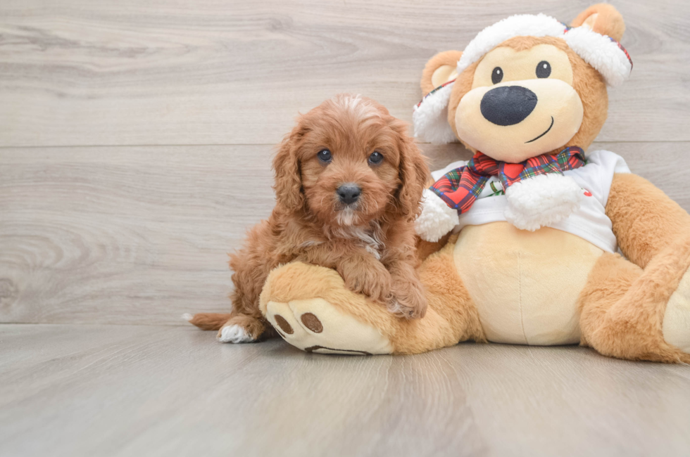 5 week old Cavapoo Puppy For Sale - Pilesgrove Pups