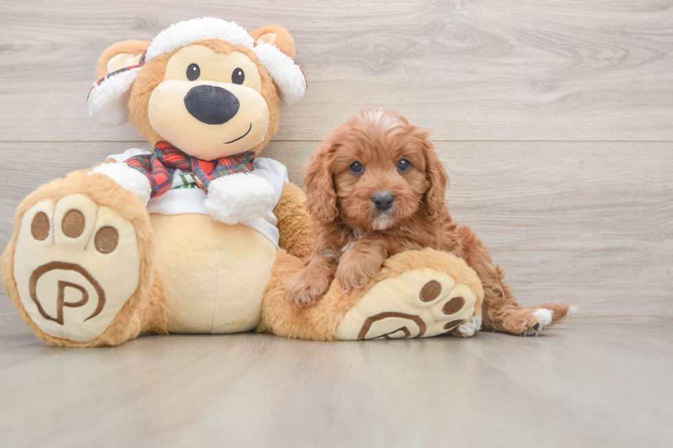 Funny Cavapoo Poodle Mix Pup