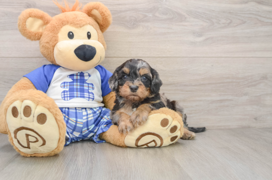Cavapoo Pup Being Cute