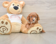 7 week old Cavapoo Puppy For Sale - Pilesgrove Pups