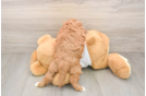Fluffy Cavapoo Poodle Mix Pup