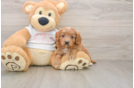 Best Cavapoo Baby