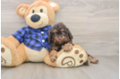 Cute Cavapoo Baby