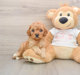 7 week old Cavapoo Puppy For Sale - Pilesgrove Pups