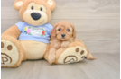 Smart Cavapoo Poodle Mix Pup