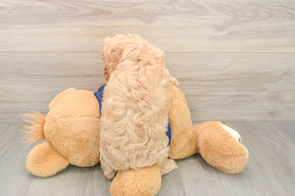 Best Cavapoo Baby