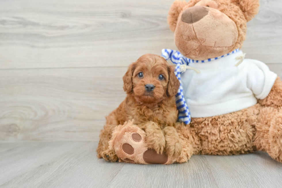 Adorable Cavalier King Charles Spaniel and Poodle Mix Poodle Mix Puppy