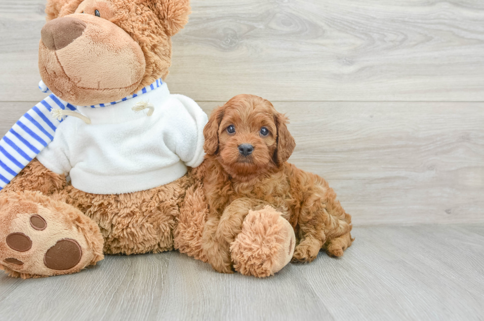 7 week old Cavapoo Puppy For Sale - Pilesgrove Pups