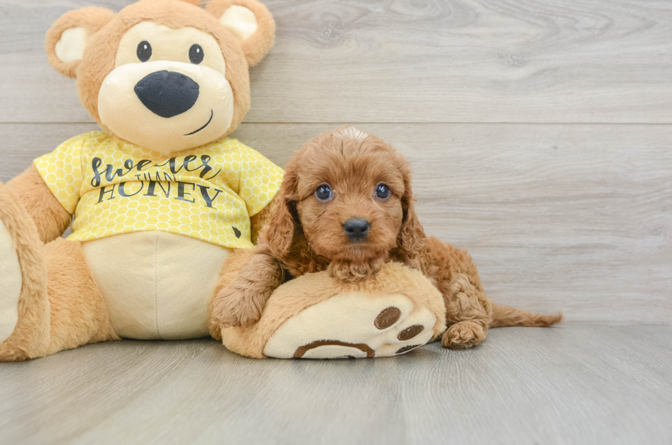 7 week old Cavapoo Puppy For Sale - Pilesgrove Pups