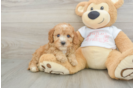 Best Cavapoo Baby