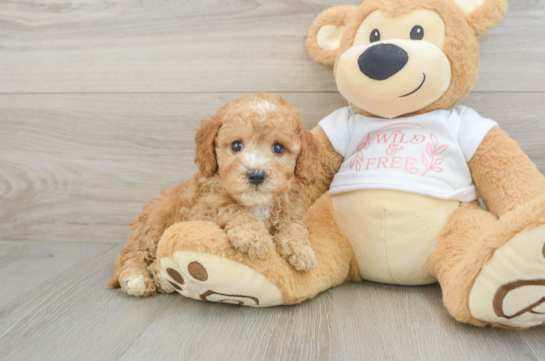 Best Cavapoo Baby