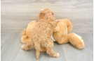 Small Cavapoo Baby