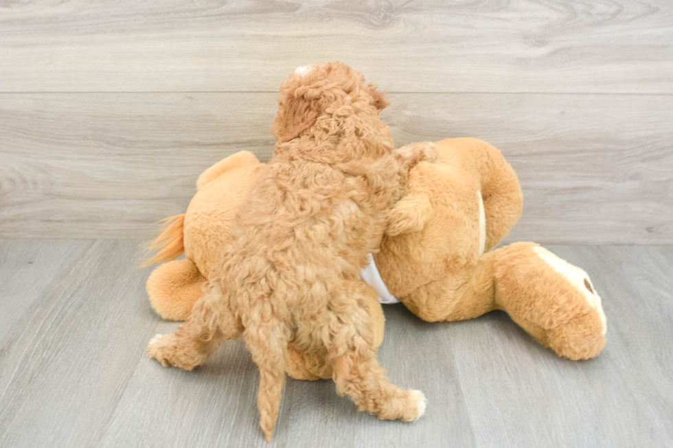 Small Cavapoo Baby